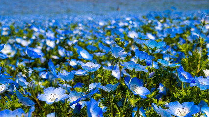 forget me not
