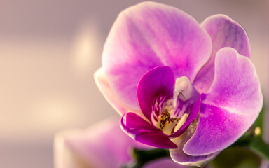 Obraz premium Beautiful Orchid flower blooming