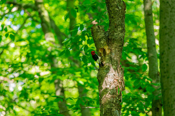 The red-headed woodpecker (Melanerpes erythrocephalus)  bringing food for young  into the nesting cavity