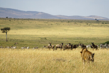 Male lions wary of wildebeests and zebras in the African savanna (Masai Mara National Reserve, Kenya)