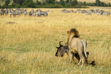 Wildebeest holding wild male lions and zebra herds watching lion (Masai Mara National Reserve,...