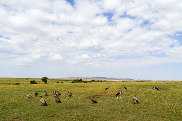 Marabou Stork and Vulture Waiting for Leftover Prey of Carnivores (Masai Mara National Reserve, Kenya)