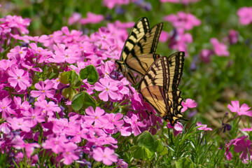 Couple of Swallowtails on pink phlox flowers