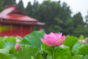 猿賀公園の蓮の花