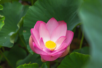 猿賀公園の蓮の花