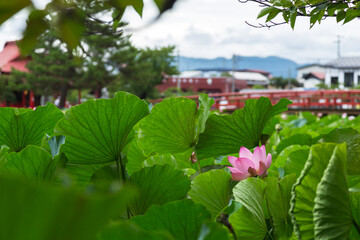 猿賀公園の蓮の花