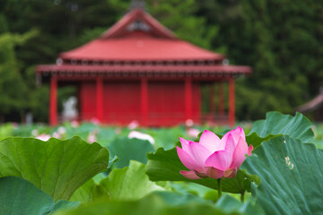 猿賀公園の蓮の花