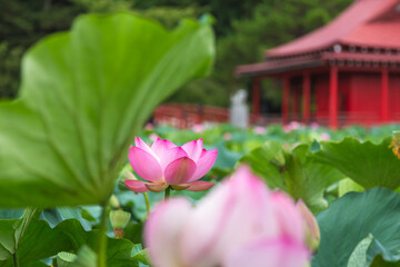 猿賀公園の蓮の花
