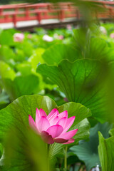 猿賀公園の蓮の花