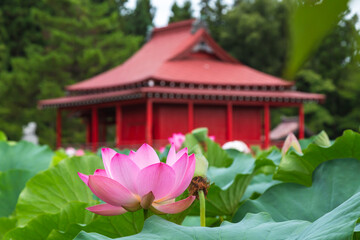 Fototapeta na wymiar 猿賀公園の蓮の花