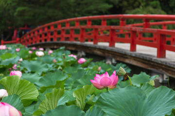 猿賀公園の蓮の花