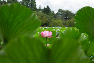 猿賀公園の蓮の花
