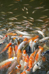 Koi Carps in various colors and sizes in a water.