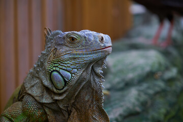 Close up photo of a Central American green iguana.