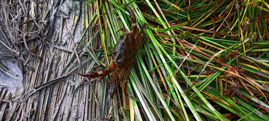 close up of a crab in field