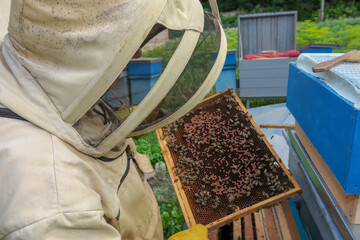 A beekeeper inspects hives and bees in the apiary