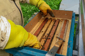A beekeeper inspects hives and bees in the apiary