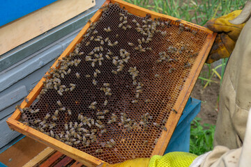 A beekeeper inspects hives and bees in the apiary