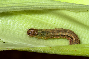 A worm eating plant corn on the field in Brazilian farm
