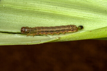 A worm eating plant corn on the field in Brazilian farm