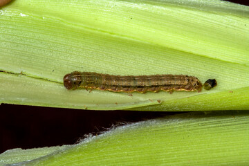 A worm eating plant corn on the field in Brazilian farm