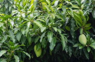 A mango tree (Mangifera indica) with green leaves and raw fruits