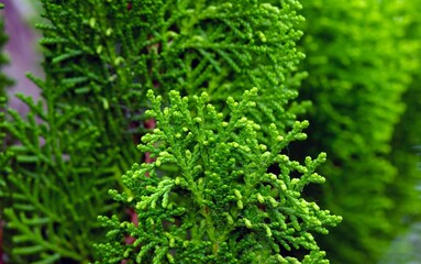 Arborvitaes (Thuja spp.), in shallow focus, evergreen members of the cypress family, a genus of coniferous trees in the Cupressaceae