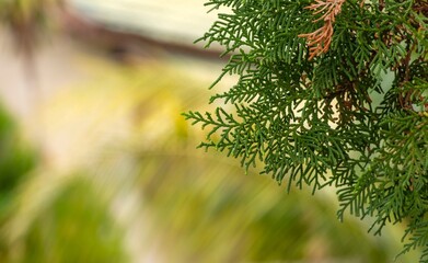 Green Arborvitaes (Thuja spp.) leaves, in shallow focus, evergreen members of the Cypress family