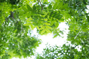 Fototapeta na wymiar green leaves wall background, leaf wall nature background 