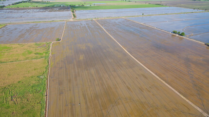 aerial view from flying drone of Field rice with landscape green pattern nature background, top view field rice
