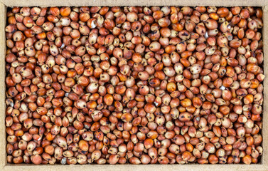 red sorghum (Sorghum bicolor) seeds on a wooden background. Photo produced in a studio