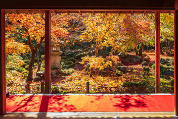 frame between wooden pavilion and beautiful Maple tree in Japanese Garden and red carpet.  Landmark and famous in autumn season