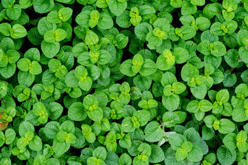 green leaves wall background, leaf wall nature background
