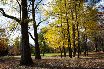 黄葉が綺麗な公園の秋
