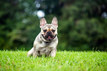 Fototapeta premium French Bulldog out for a walk on the green grass in Summer