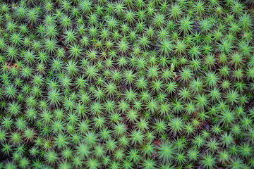 石川県小松市苔の里にある一面のスギコケ俯瞰
