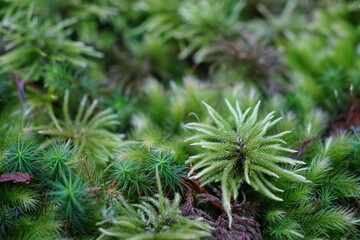 石川県小松市苔の里にあるヒノキゴケとコウヤノマンネングサとスギゴケ