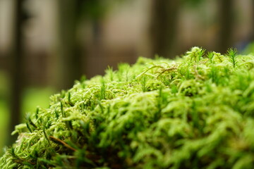 石川県小松市苔の里にある切り株にはえているハイゴケにスギゴケ