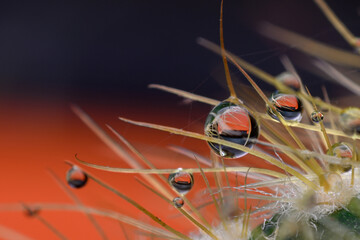 Macro shot of a tiny drop of water on a needle of a cactus (very shallow DOF, selective focus on the drop of water)
