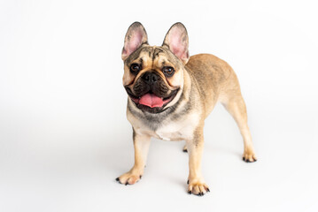 Obraz premium French bulldog fawn color on a white background 