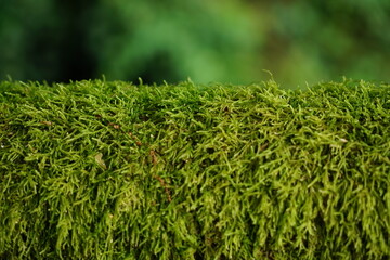 橋の欄干にはえたびっしりのハイゴケ