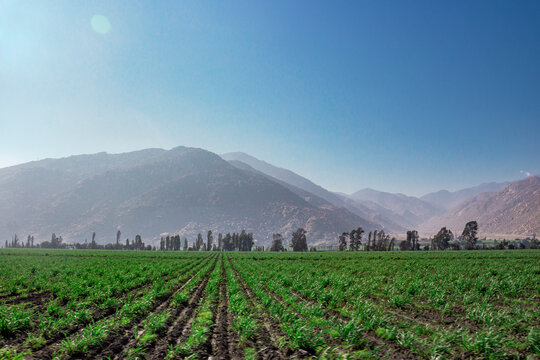 Monta&ntilde;as a lo lejos, pasto verde, chacra, paisaje, luz de d&iacute;a, sol, hermoso paisaje, monta&ntilde;as grandes, &aacute;rboles, siembra, cerros, cielo