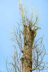 Old dry poplar tree near the highway on a background of sky