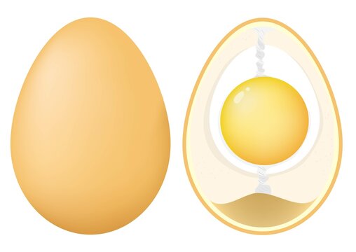 Anatomy of a Chicken Egg.