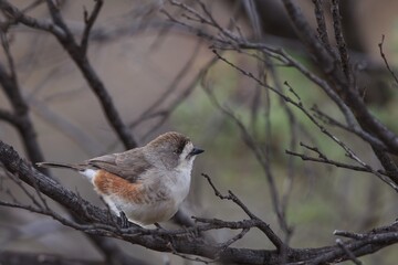 Southern Whiteface (Aphelocephala leucopsis) is a small, mostly dull-coloured bird. The head and back are deep grey-brown with dusky flecks on the crown.