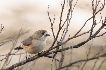 Obraz premium Southern Whiteface (Aphelocephala leucopsis) is a small, mostly dull-coloured bird. The head and back are deep grey-brown with dusky flecks on the crown.