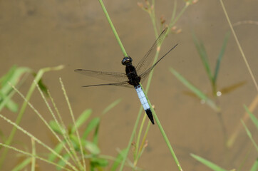 closeup the beautiful sky blue dragonfly hold on grass plant over out of focus green brown background.