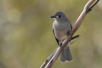 An Australian songbird known as the Grey Shrikethrush (Colluricincla harmonica) perched on a branch.