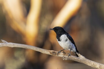 An adult male Hooded Robin (Melanodryas cucullata) perched on a branch. A medium-large black and white bird with a rather short slender bill and a moderately long tail.