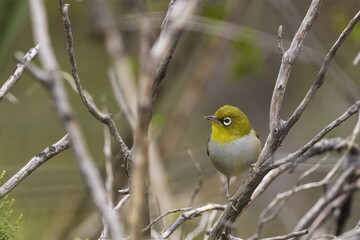 A small bird with a conspicuous ring of white feathers around the eye known as a Silvereye (Zosterops lateralis) perched among foliage.